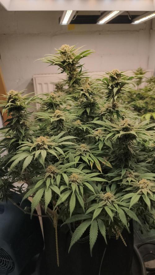 2026 1. Grow. Week 18 - Orange Bud