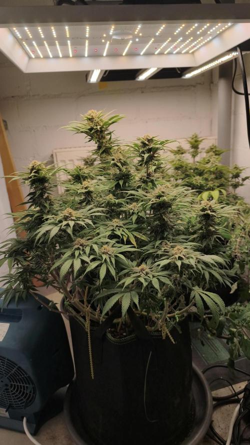 2026 1. Grow. Week 18 - Orange Bud