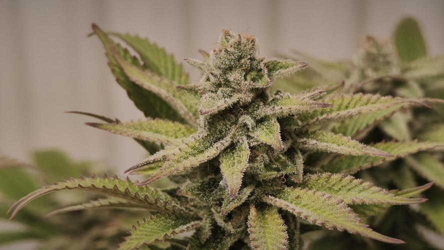 2026 1. Grow. Week 18