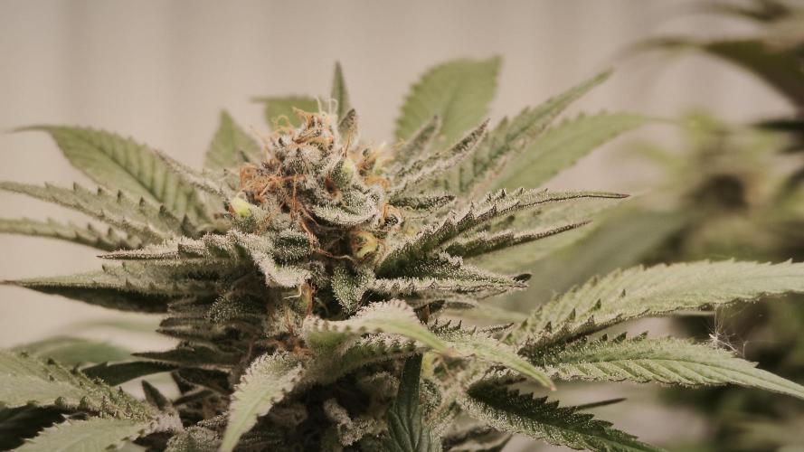 2026 1. Grow. Week 18