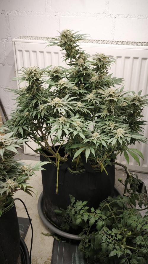 2026 1. Grow. Week 19