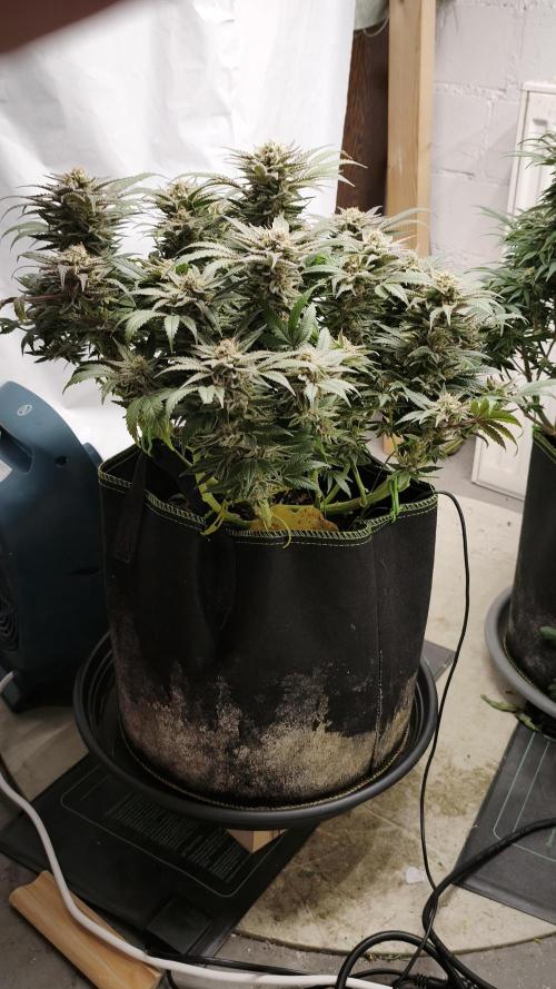 2026 1. Grow. Week 19