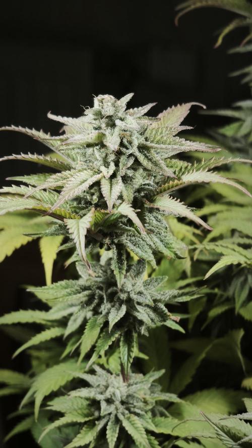 2026 1. Grow. Week 19