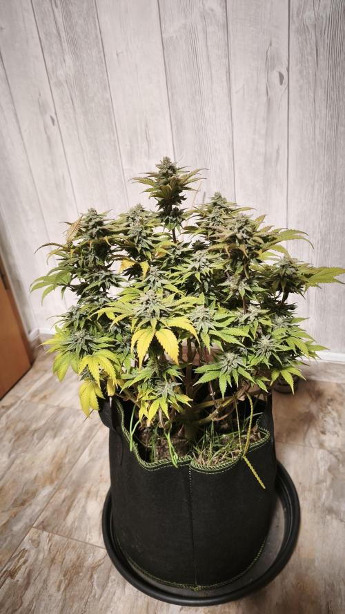 2026 1. Grow. Week 20