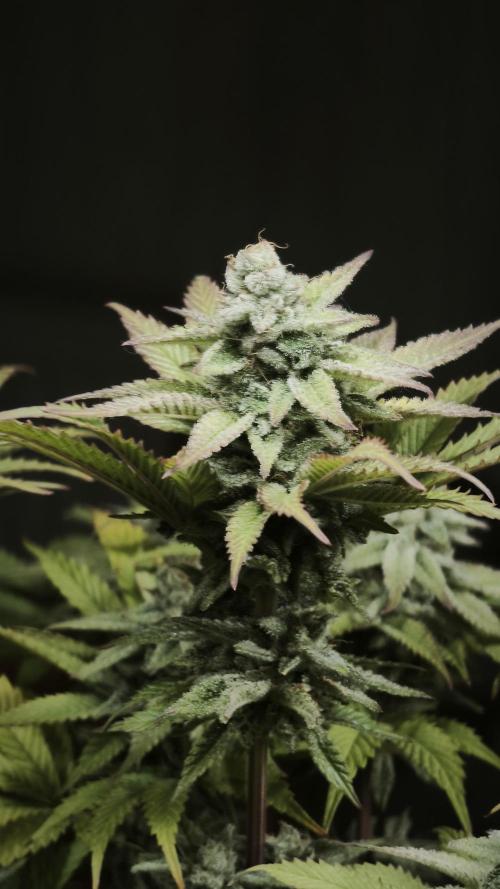 2026 1. Grow. Week 20