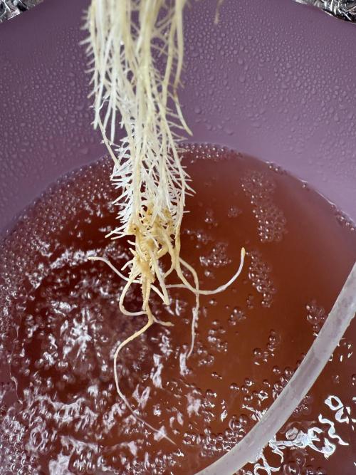 LaDiva Auto. Week 3 - Root rot
