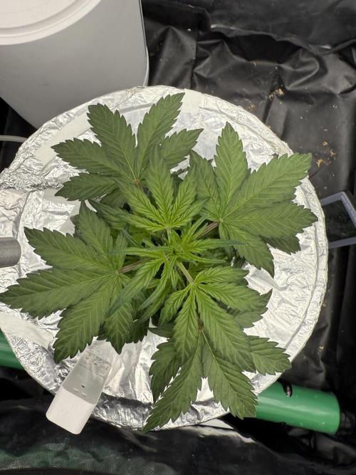 LaDiva Auto. Week 4