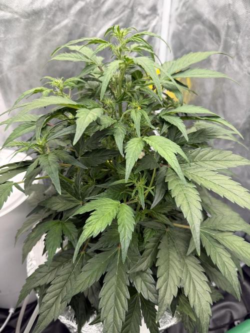 LaDiva Auto. Week 5
