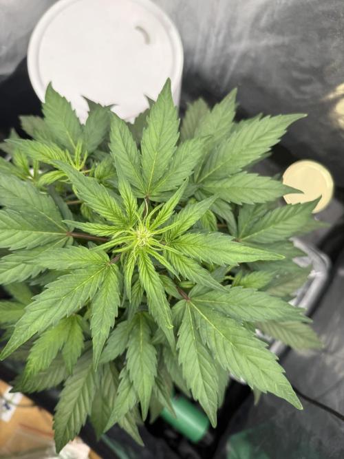 LaDiva Auto. Week 5