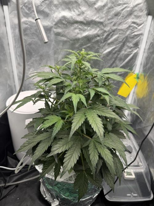 LaDiva Auto. Week 5