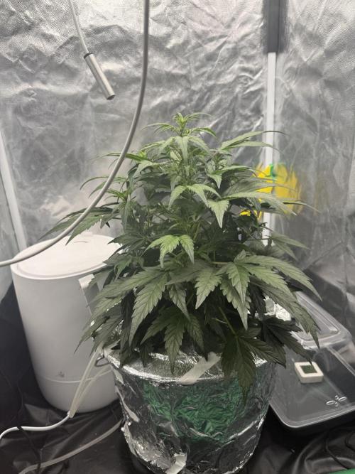 LaDiva Auto. Week 5
