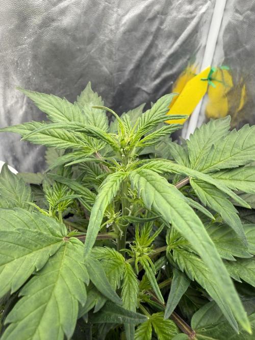 LaDiva Auto. Week 5