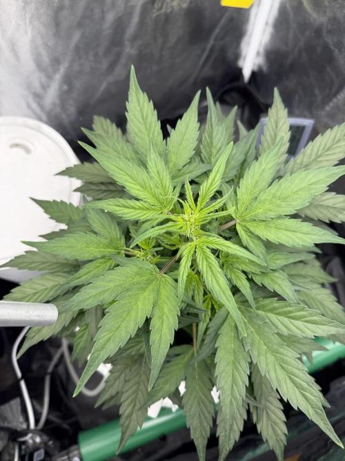 LaDiva Auto. Week 5