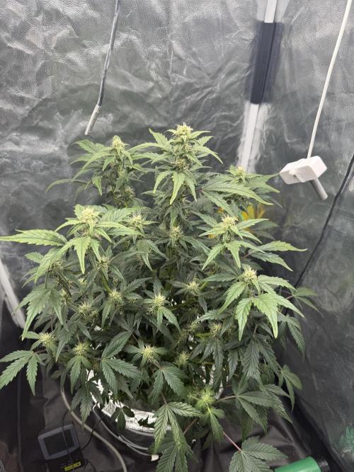 LaDiva Auto. Week 6