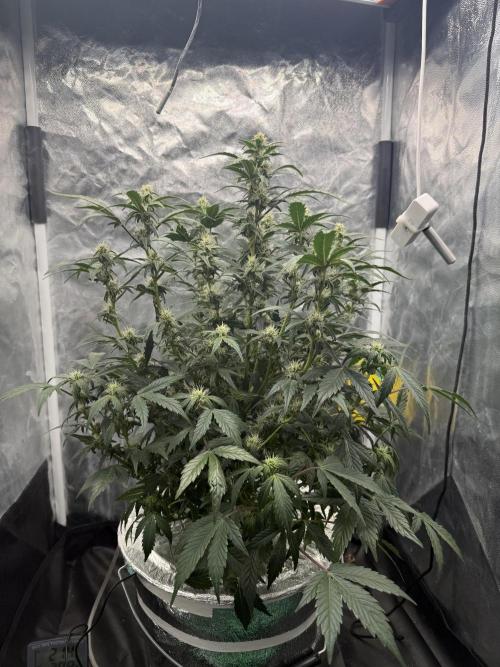LaDiva Auto. Week 6