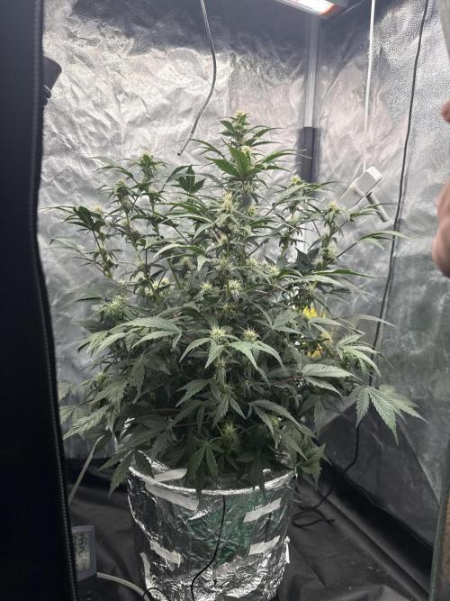 LaDiva Auto. Week 6