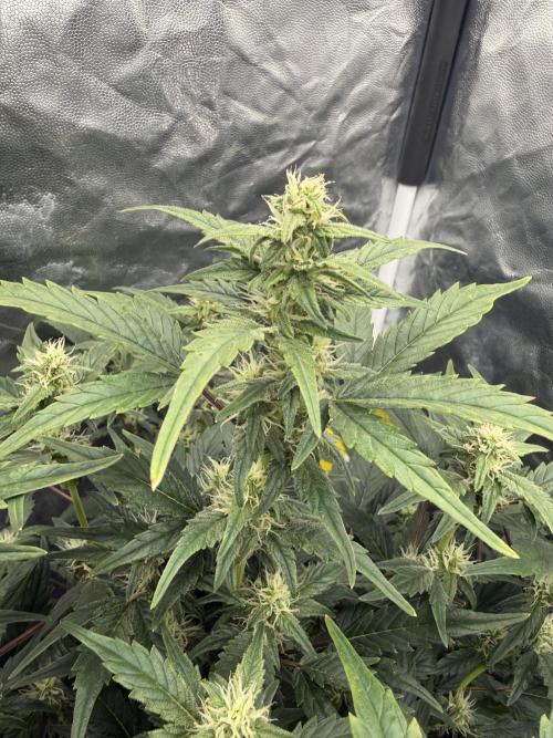 LaDiva Auto. Week 6