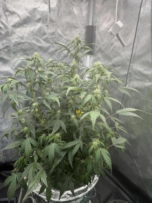 LaDiva Auto. Week 6