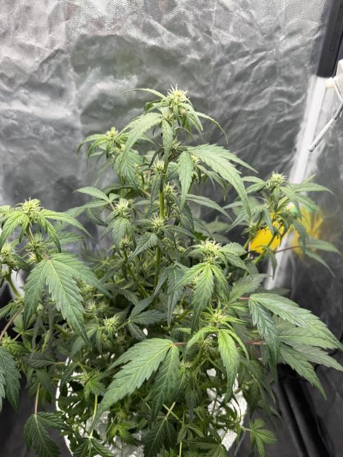 LaDiva Auto. Week 6