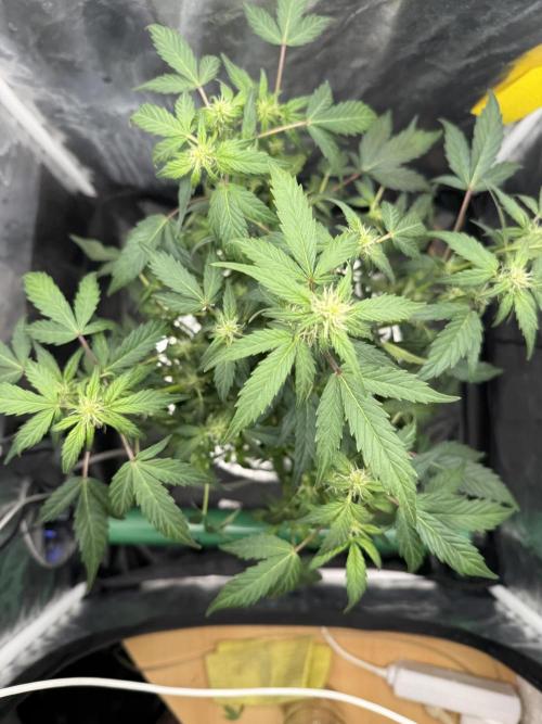 LaDiva Auto. Week 6