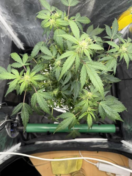 LaDiva Auto. Week 6