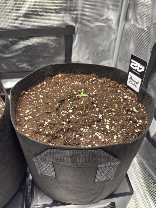 First Indoor Run. Week 1