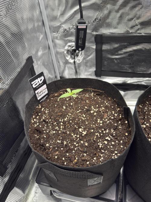 First Indoor Run. Week 1