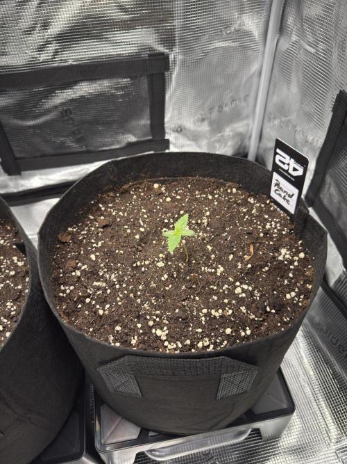 First Indoor Run. Week 1