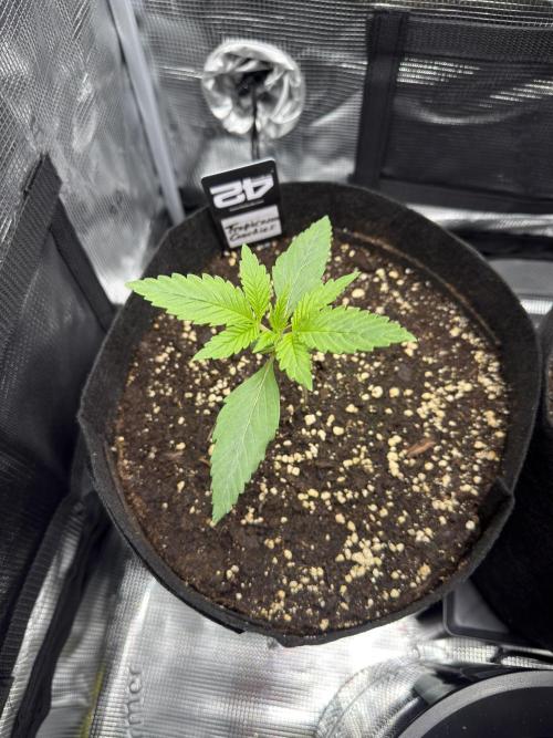 First Indoor Run. Week 2