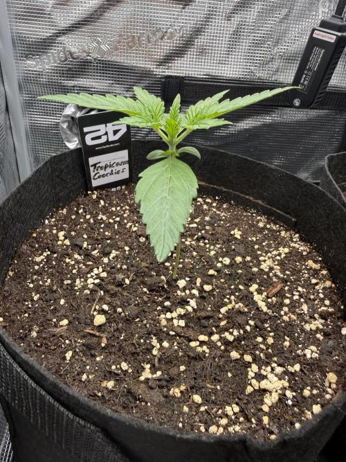 First Indoor Run. Week 2