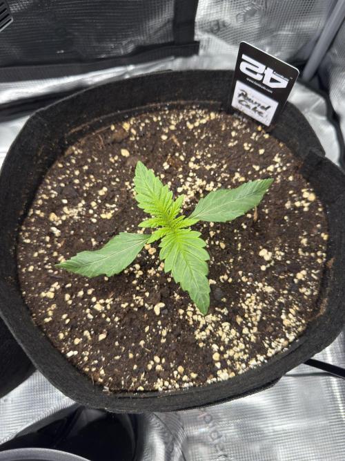 First Indoor Run. Week 2