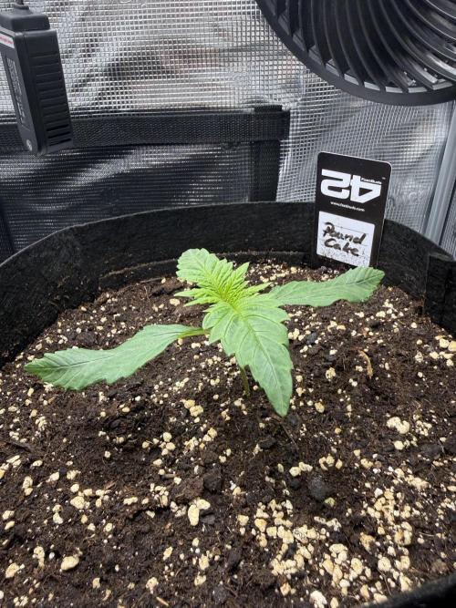 First Indoor Run. Week 2