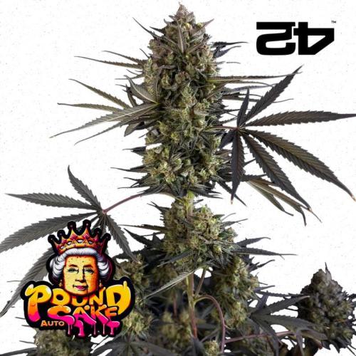 First Indoor Run. Week 0