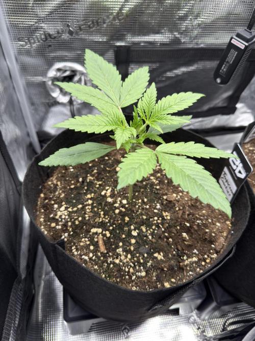 Tropicana Coockies & Pound Cake - Auto. Week 3