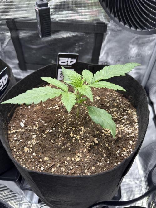 Tropicana Coockies & Pound Cake - Auto. Week 3