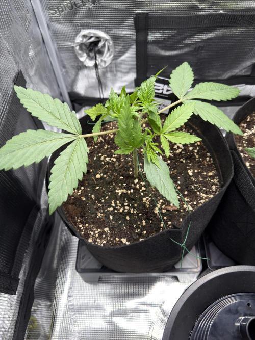 Tropicana Coockies & Pound Cake - Auto. Week 3