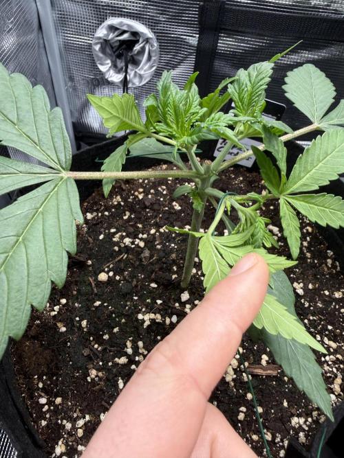 Tropicana Coockies & Pound Cake - Auto. Week 3