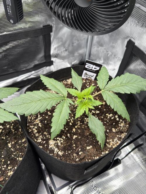 Tropicana Coockies & Pound Cake - Auto. Week 3