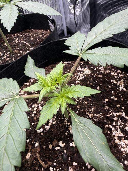 Tropicana Coockies & Pound Cake - Auto. Week 3