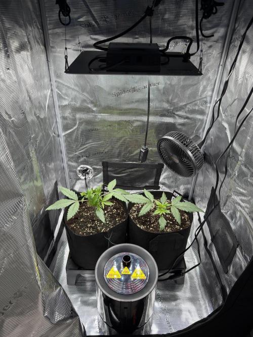 Tropicana Coockies & Pound Cake - Auto. Week 3