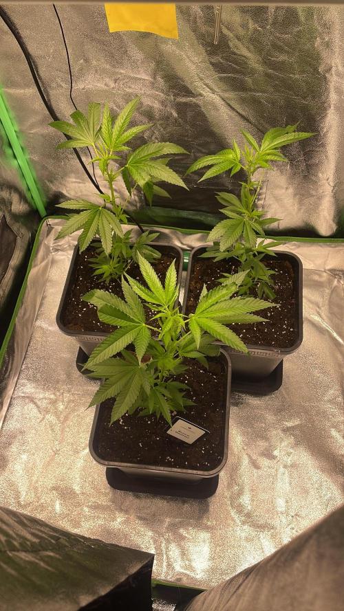 Viparspectra xs1500 pro @ Bruce Banner 3. Week 1 - Set light spectrum at app from seedling to veg. 