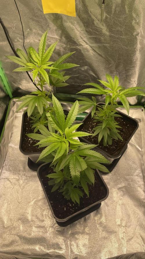 Viparspectra xs1500 pro @ Bruce Banner 3. Week 2 - 420mol
