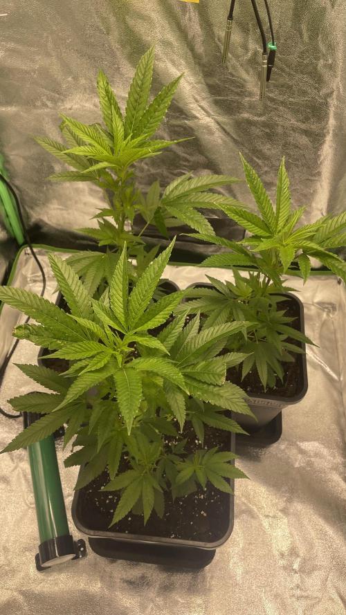 Viparspectra xs1500 pro @ Bruce Banner 3. Week 2 - 550mol