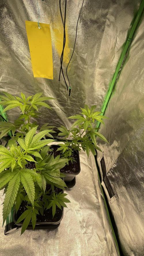 Viparspectra xs1500 pro @ Bruce Banner 3. Week 2