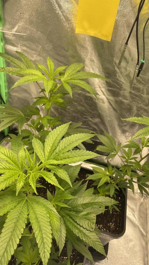 Viparspectra xs1500 pro @ Bruce Banner 3. Week 2