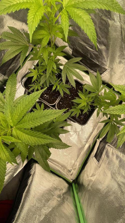 Viparspectra xs1500 pro @ Bruce Banner 3. Week 2