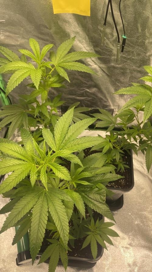 Viparspectra xs1500 pro @ Bruce Banner 3. Week 2 - 600mol