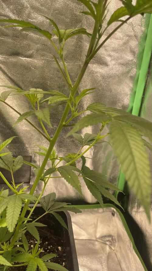 Viparspectra xs1500 pro @ Bruce Banner 3. Week 2