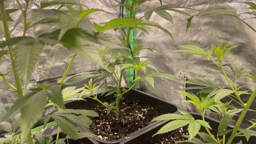 Viparspectra xs1500 pro @ Bruce Banner 3. Week 2