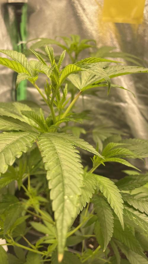 Viparspectra xs1500 pro @ Bruce Banner 3. Week 2